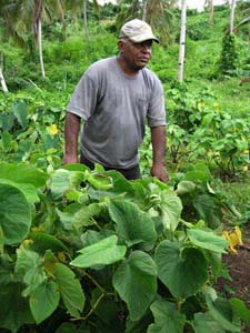 Kona Kava Farm